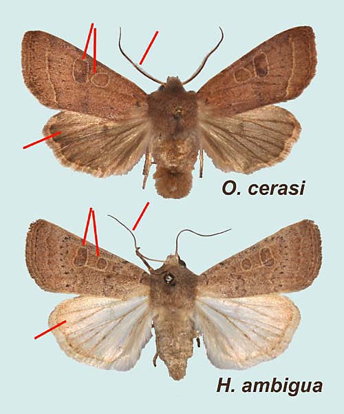 comparaison des mâles O. cerasi - H. ambigua